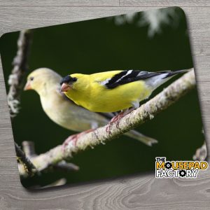 American Goldfinch Pair Bird Mouse Pad