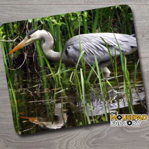 Great Blue Heron in Reeds