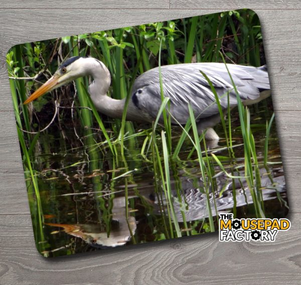 Great Blue Heron in Reeds