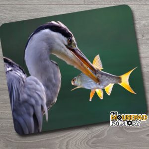 Great Blue Heron with Fish