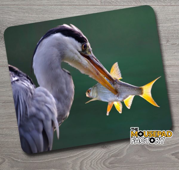 Great Blue Heron with Fish