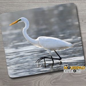 Snowy Egret