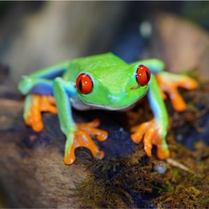 Amphibians