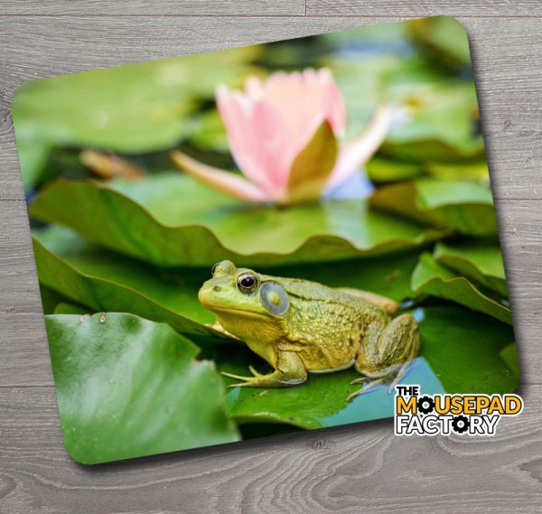 Bull Frog on Lily Mouse Pad