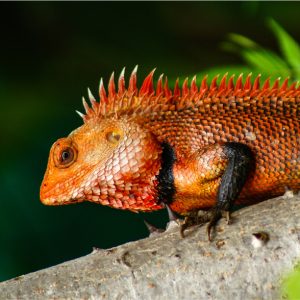 Reptiles