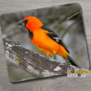Altamira Oriole Bird Mouse Pad