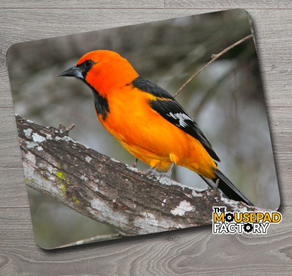 Altamira Oriole Bird Mouse Pad