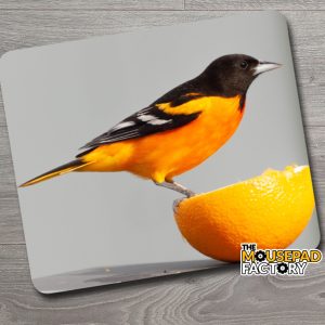 Baltimore Oriole Male Bird