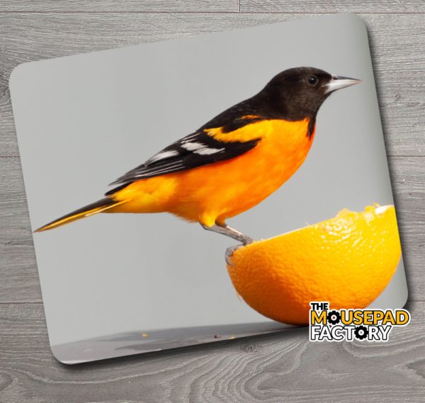Baltimore Oriole Male Bird