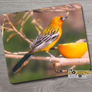 Baltimore Oriole Female Bird