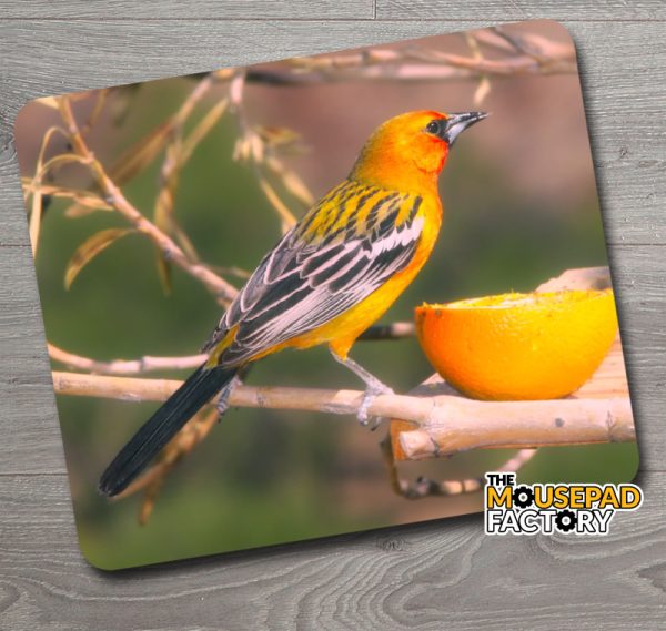 Baltimore Oriole Female Bird