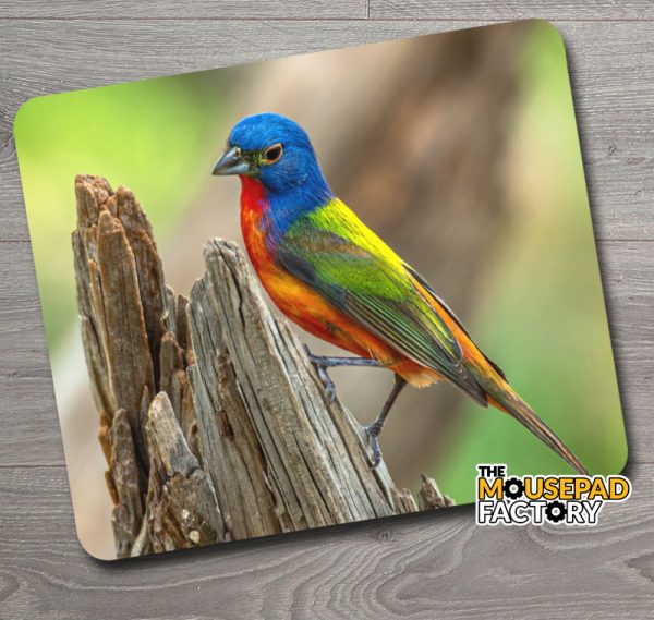 Painted Bunting Male Bird Mouse Pad