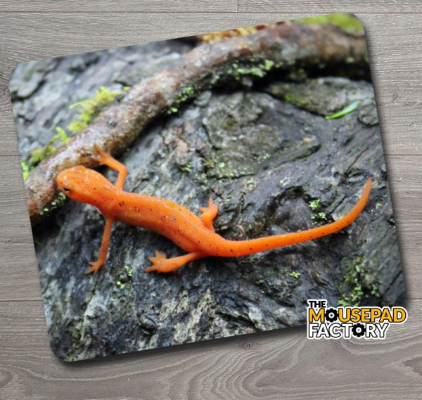 Red Salamander Mouse Pad