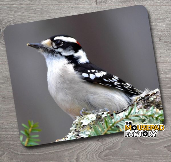 Downy Woodpecker Mouse Pad