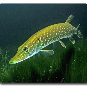 Fish