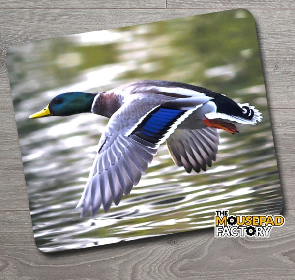 Mallard Duck Drake Mouse Pad
