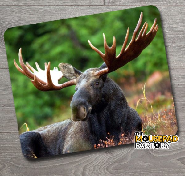Trophy Bull Moose Mouse Pad