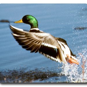 Waterfowl