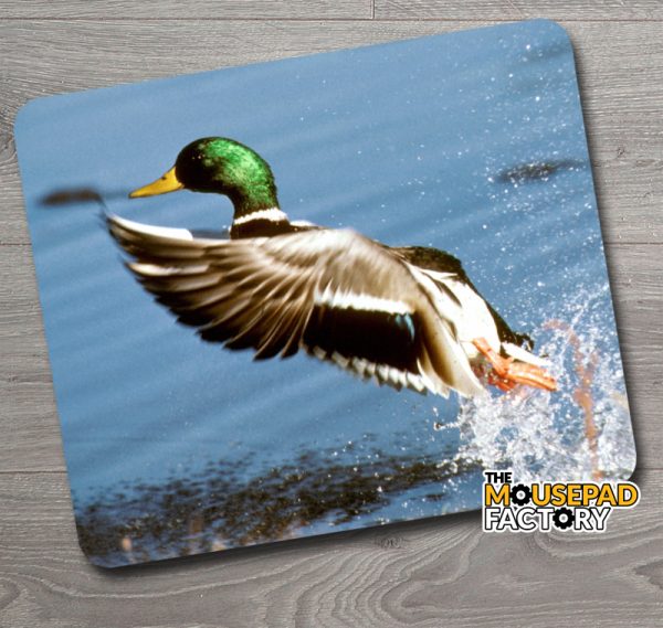 Mallard Duck in Flight Mouse Pad