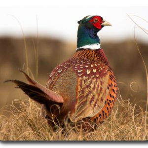 Game Birds