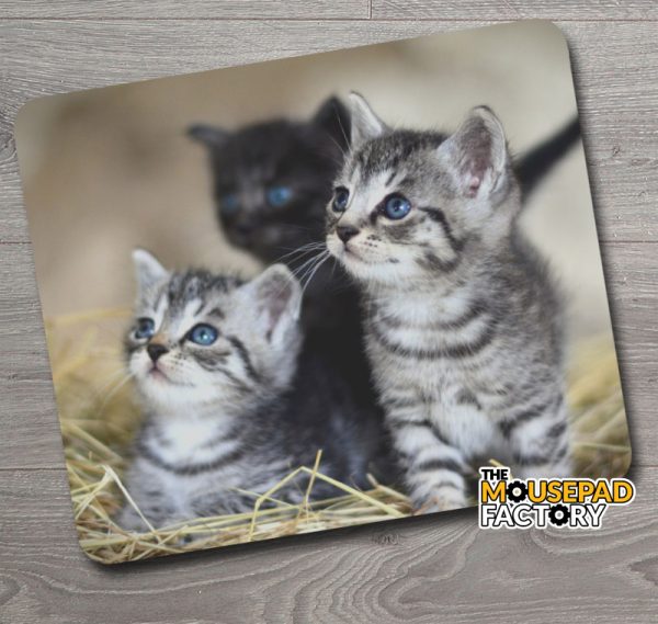 Three Kittens with Blue Eyes Mouse Pad