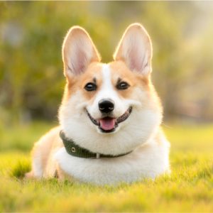 Dogs