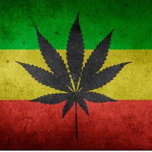 Cannabis