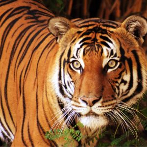 Wild Cats