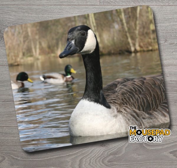 Canada Goose & Mallards Mouse Pad