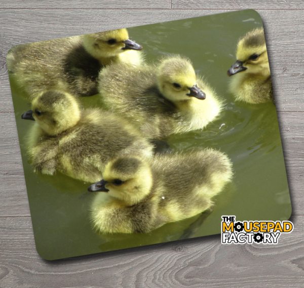 Cute Gosling Chicks Mouse Pad