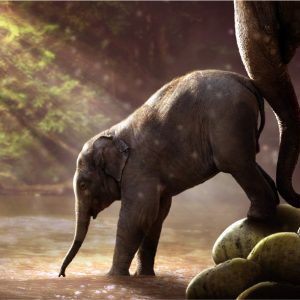 Elephants