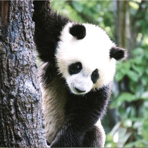 Pandas & Bears