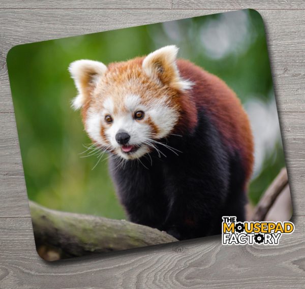 Red Panda of China Mouse Pad