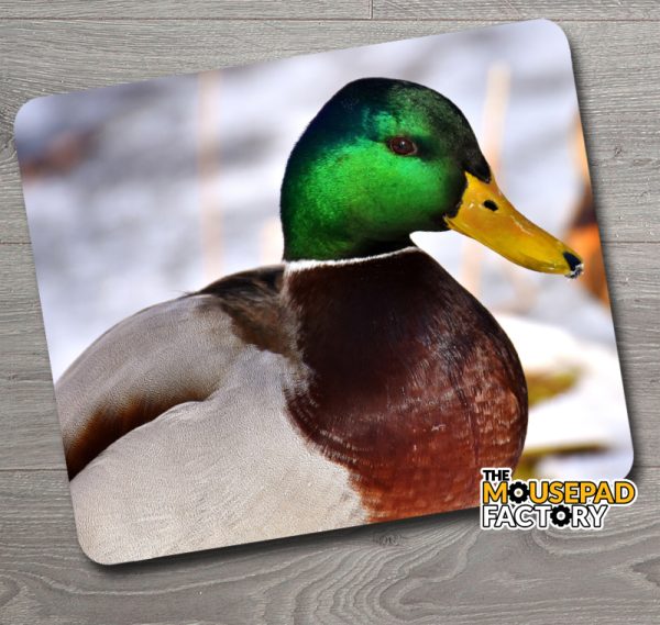 Mallard Duck Drake Mouse Pad
