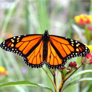 Butterflies