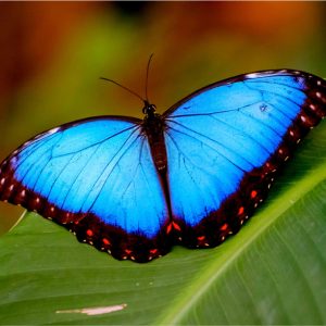 Insects