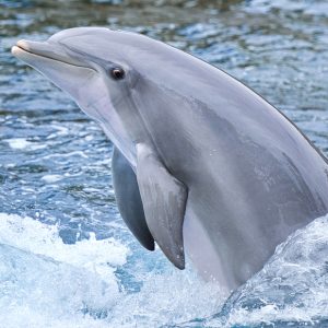 Dolphins & Whales