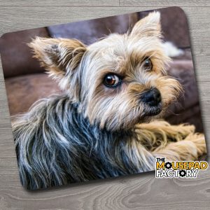 Yorkshire Toy Dog Puppy