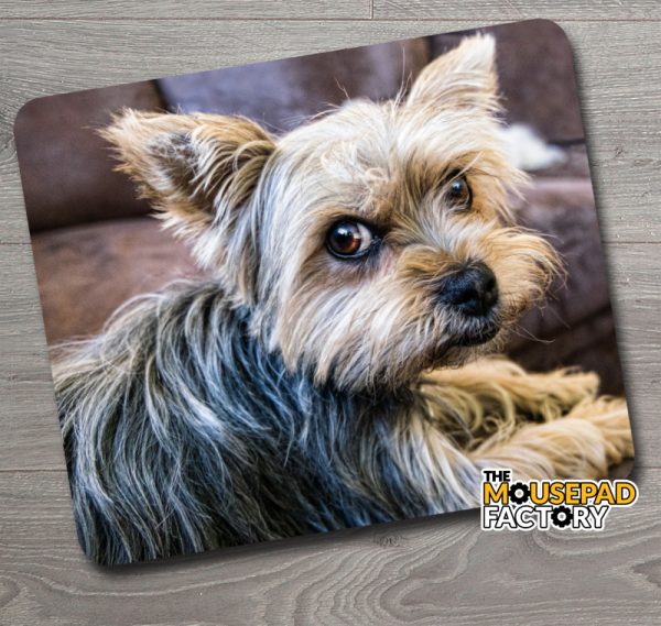 Yorkshire Toy Dog Puppy