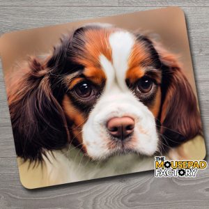 Cavalier King Charles Spaniel
