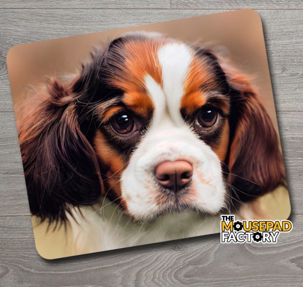 Cavalier King Charles Spaniel