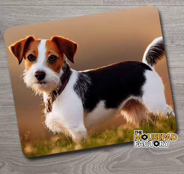 Jack Russel Terrier Dog