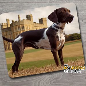 English Pointer Dog
