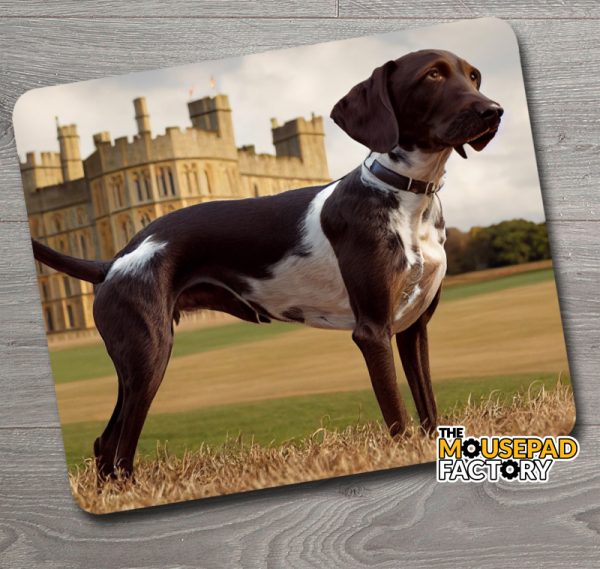 English Pointer Dog