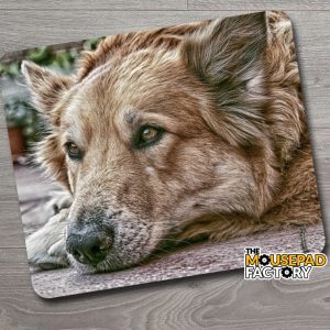 German Shepherd Dog