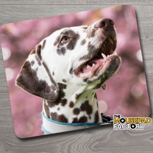 Dalmatian Dog Pure-breed