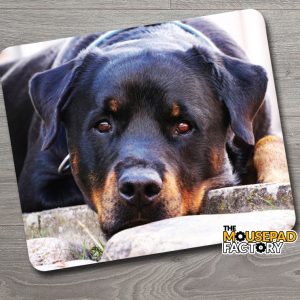 Rottweiler Dog Pure-breed