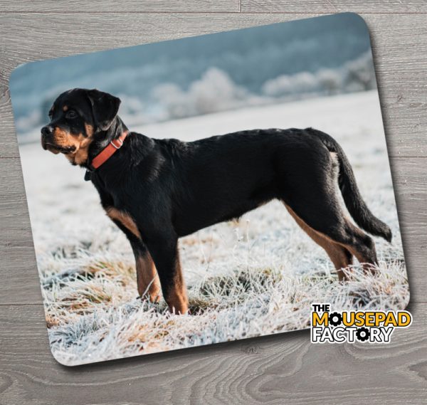 Rottweiler Dog Pure-breed