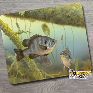 Bluegill Sunfish Fishing