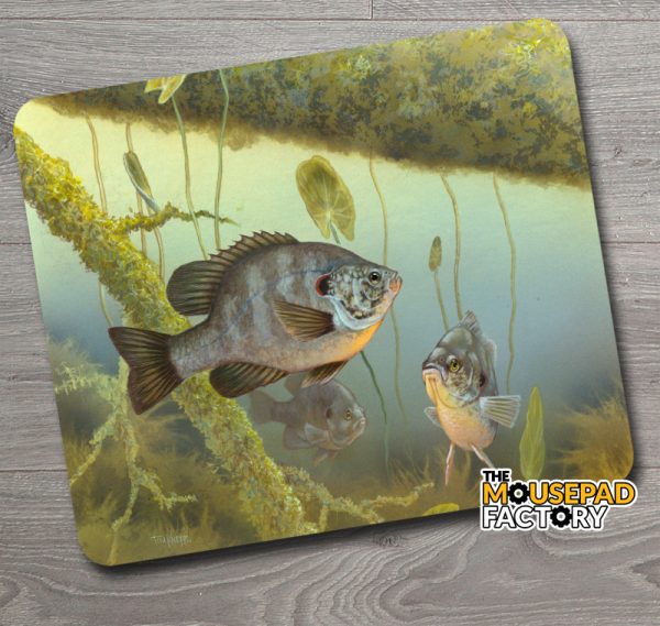 Bluegill Sunfish Fishing